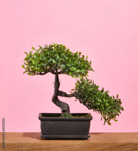 A decorative green little tree in a black pot on a wooden table. Stylish interior decoration.
