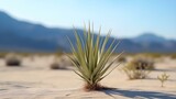 Yucca Plant in the Desert. Blurred Background