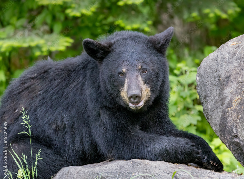 Obraz premium Huge adult black bear sits on rock in forest in Northern Minnesota