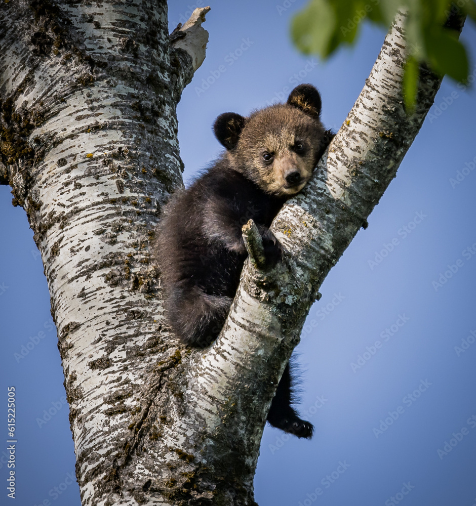 Young brown bear pearched high in a birch tree out of harms way Young brown bear pearched high in a birch tree out of harms way
