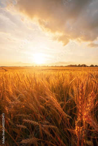 Ripe wheat fields  agricultural land  pre-harvest state at beautiful sunset
