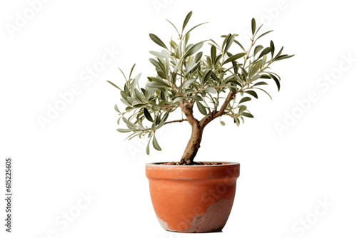 Olive Tree Plant in Terracotta Pot on Transparent Background. AI