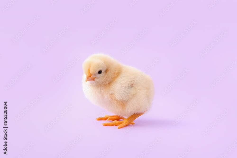 Cute little chick on lilac background
