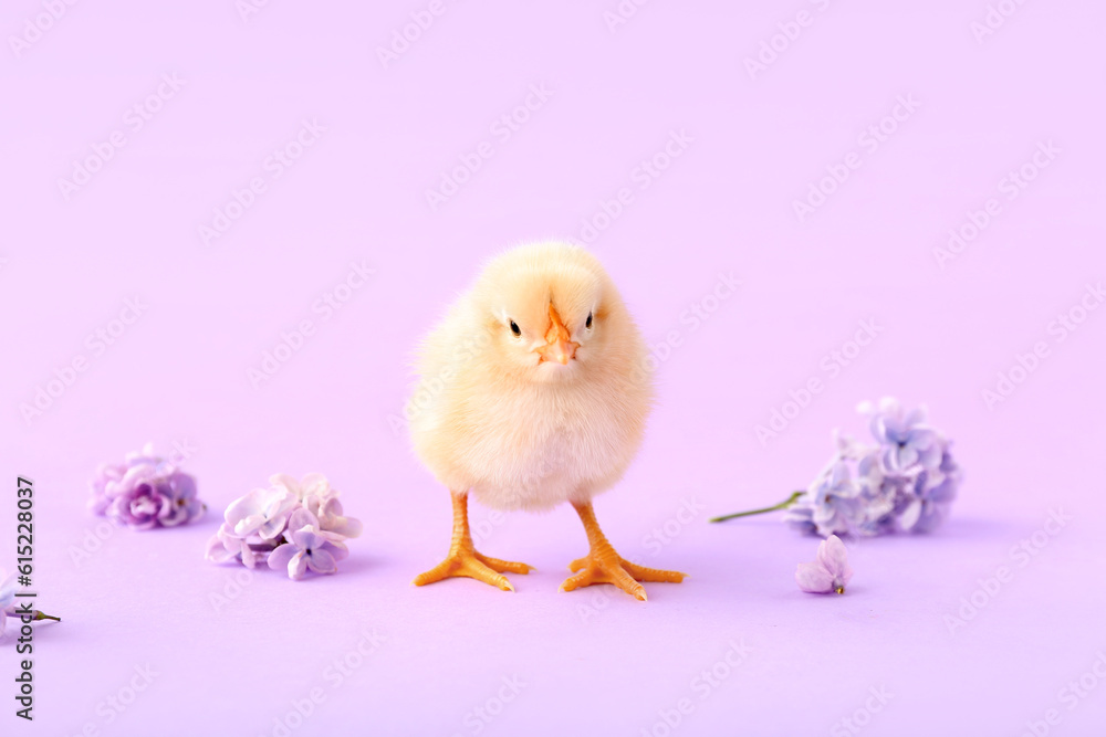 Cute little chick with lilac flowers on color background
