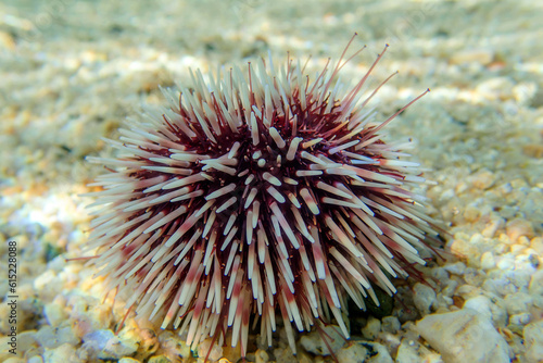 Mediterranean purple sea urchin - Sphaerechinus granularis © Kolevski.V