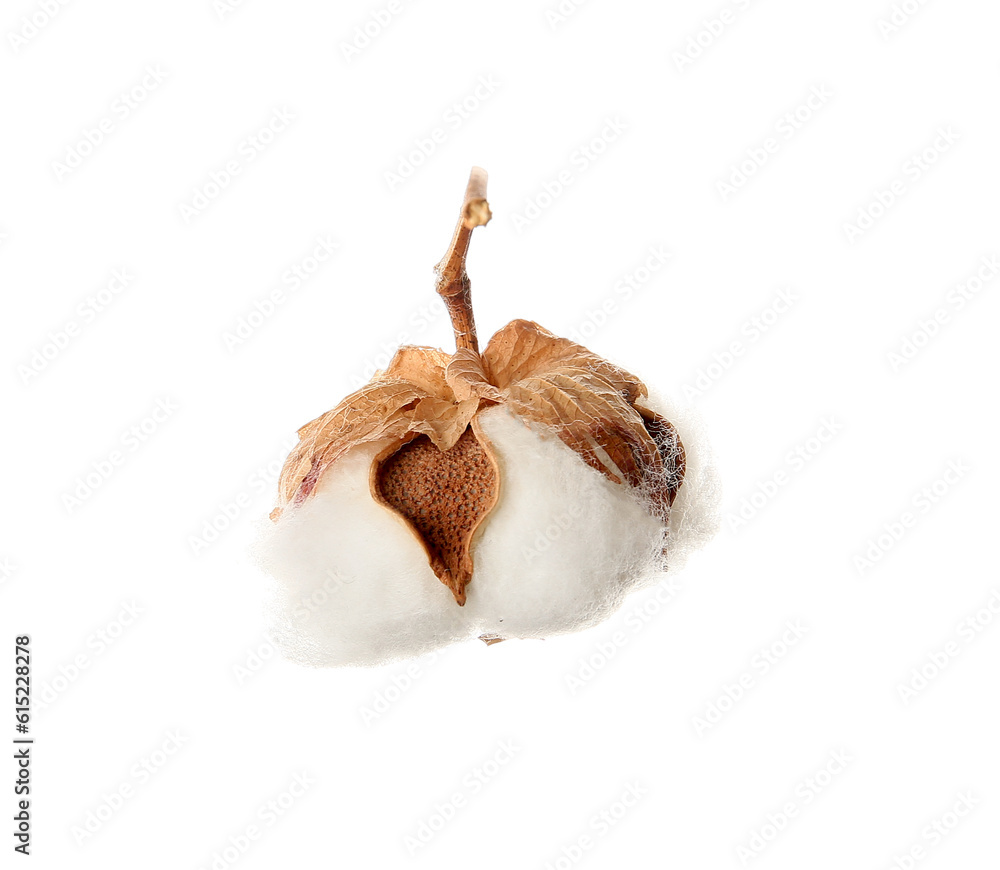 Beautiful cotton flower on white background Beautiful cotton flower on white background