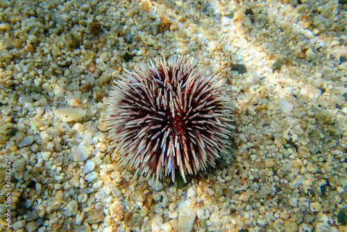 Mediterranean purple sea urchin - Sphaerechinus granularis © Kolevski.V
