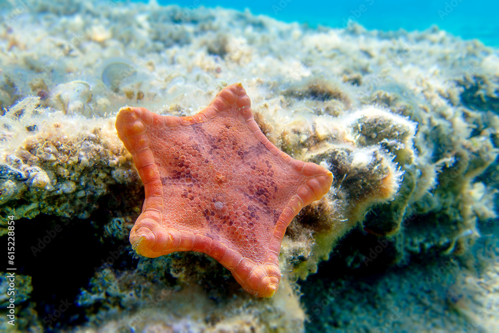 Placenta biscuit starfish, underwater image - (Sphaerodiscus placenta) Placenta biscuit starfish, underwater image - (Sphaerodiscus placenta)