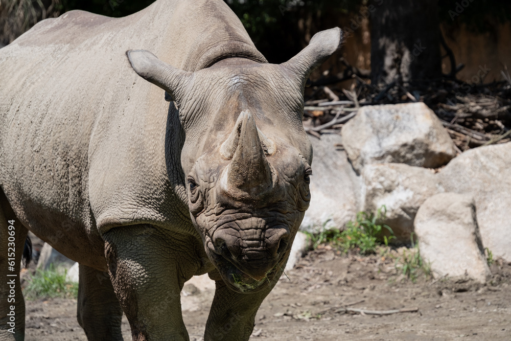 Obraz premium サイ