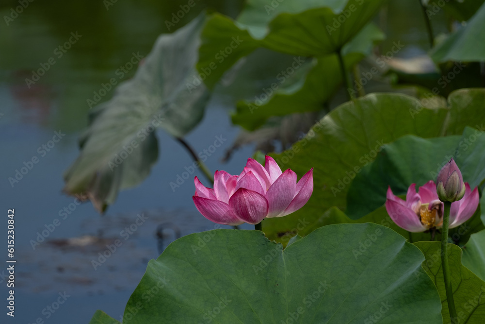 ハスの花 ハスの花