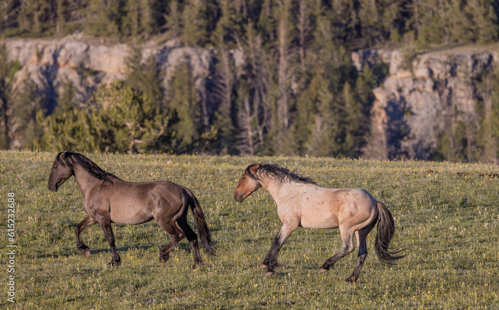 Wild Horses in Summer in the Pryor Mountains Montana Wild Horses in Summer in the Pryor Mountains Montana