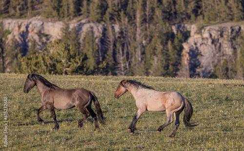 Wild Horses in Summer in the Pryor Mountains Montana