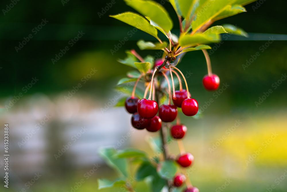 red cherries branches
