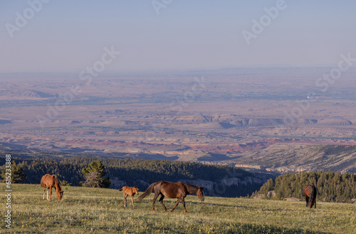 Wild Horses in Summer in the Pryor Mountains Montana