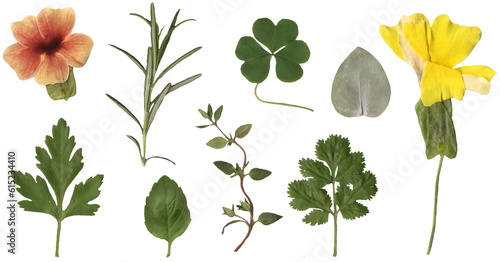 fresh herb leaves isolated on alpha transparent background. Parsley, mint, thyme, rosemary, eucalyptus, flowers