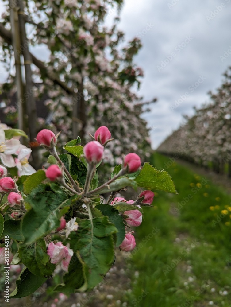 Apfelblüte Apfelblüte