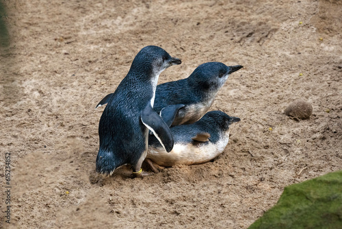 Little Blue Penguins, Sydney, Australia