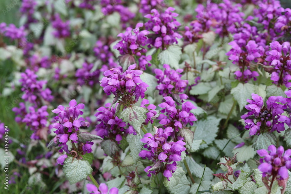 Lamium maculatum. Purple flowers dragon dead nettle.