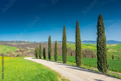 Country road flanked with cypresses in Tuscany, Italy