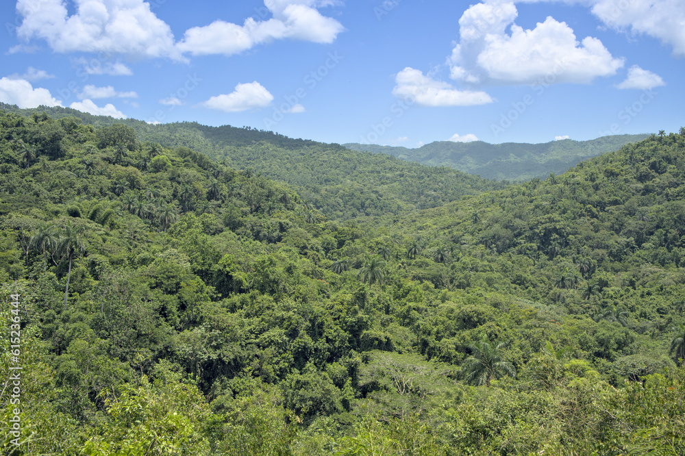 Tropical forest landscape near Cienfuegos, Cuba.