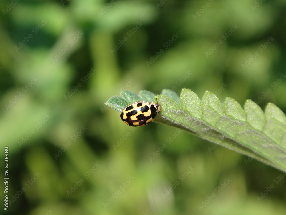 Female fourteen-spotted ladybird beetle (Propylea quatuordecimpunctata) on a green catmint leaf Female fourteen-spotted ladybird beetle (Propylea quatuordecimpunctata) on a green catmint leaf