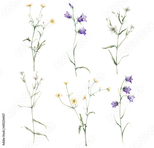 clipart of meadow and forest flowers watercolor. Campanula patula, little bell, bluebell, rapunzel. Rabelera holostea, stellaria. buttercup, Ranunculus acris, sitfast, spearworts or water crowfoots