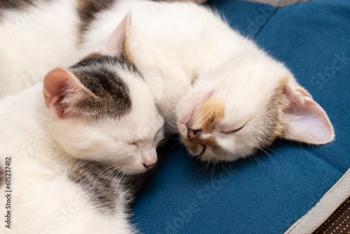 Two kittens sleep in a room next to each other. A sweet dream