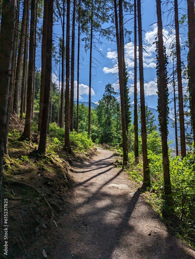 Nadelwald in Österreich