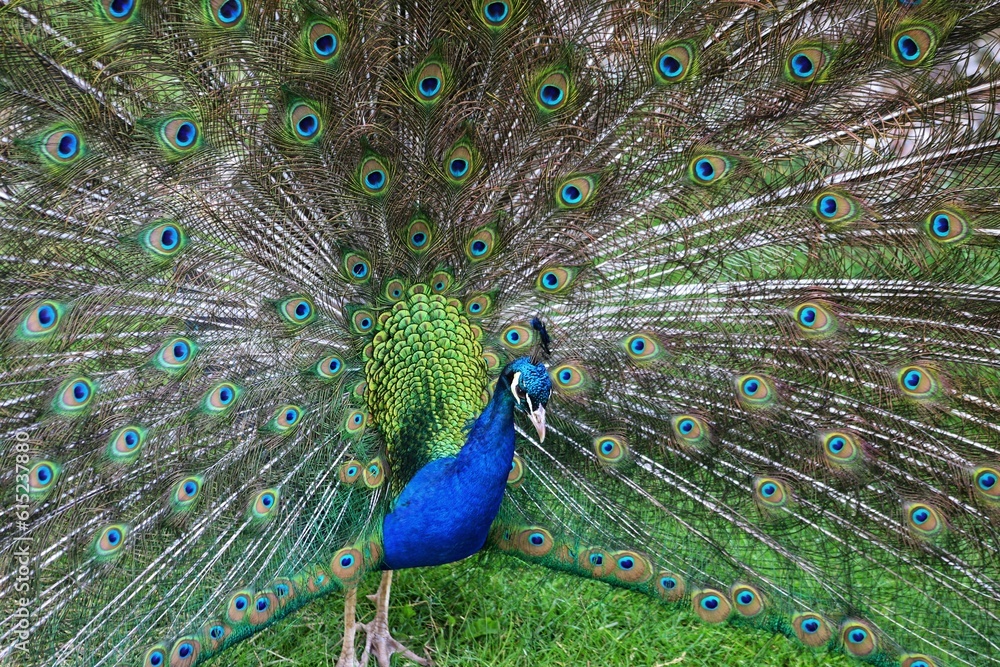 Obraz premium Peacock, Peafowl or Pavo cristatus. Indian peafowl adult male bird performing it's display.