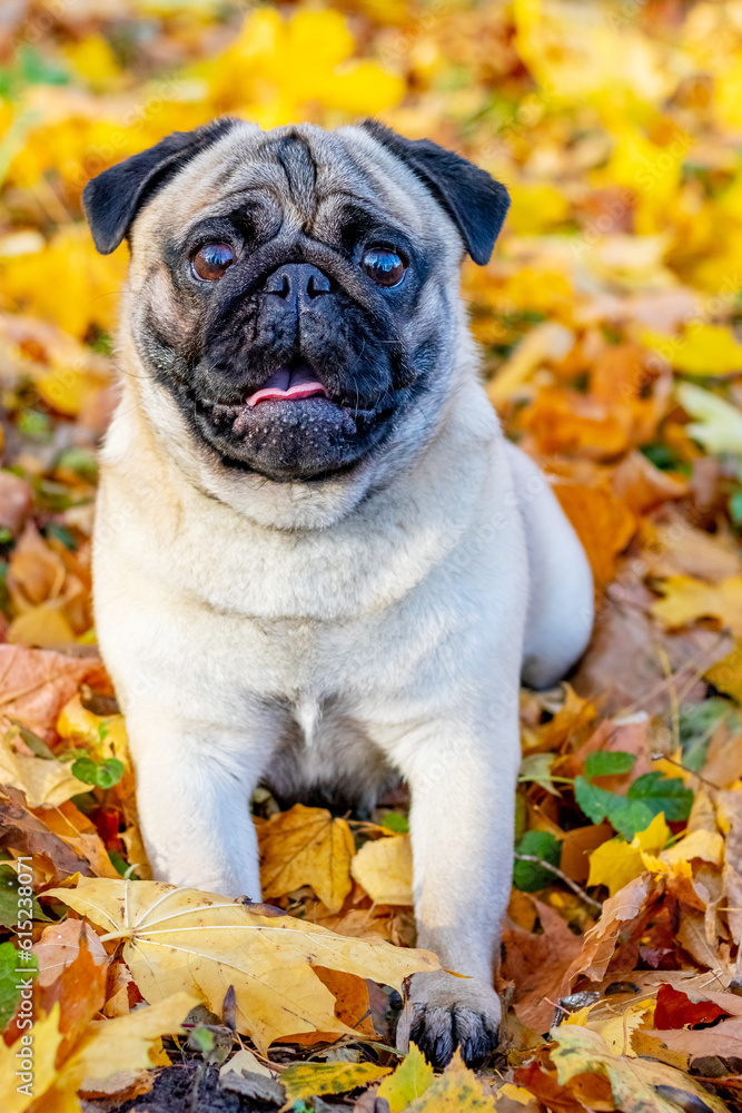 A small pug dog in an autumn park among fallen leaves