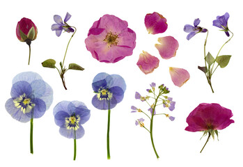 set / collection of pressed flowers isolated over a transparent background, roses, buds and petals, violets, pansies and lady's smock / meadow foam herb, cut-out floral herbarium design elements, 