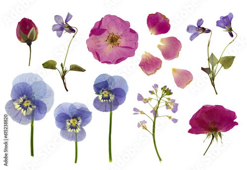 set / collection of pressed flowers isolated over a transparent background, roses, buds and petals, violets, pansies and lady's smock / meadow foam herb, cut-out floral herbarium design elements,  photo