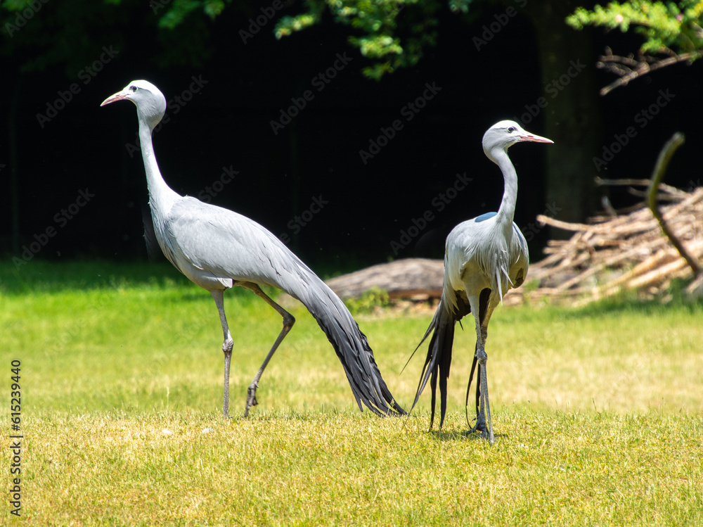 Fototapeta premium Paradieskranich Paar im Tierpark München