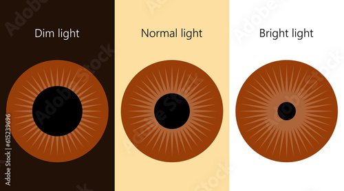 Human eye. The pupil size in different lighting.