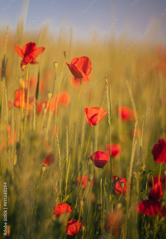 Obraz premium Wonderful poppy flowers in the field in spring