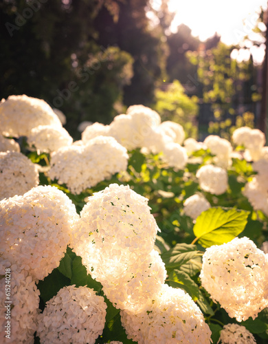 Nice annabell flower in summer photo