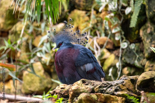 A Portrait of a Crowned Pigeon