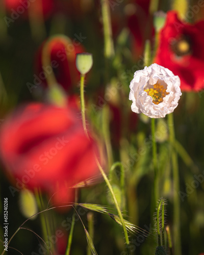 Wonderful poppy flowers in ...
