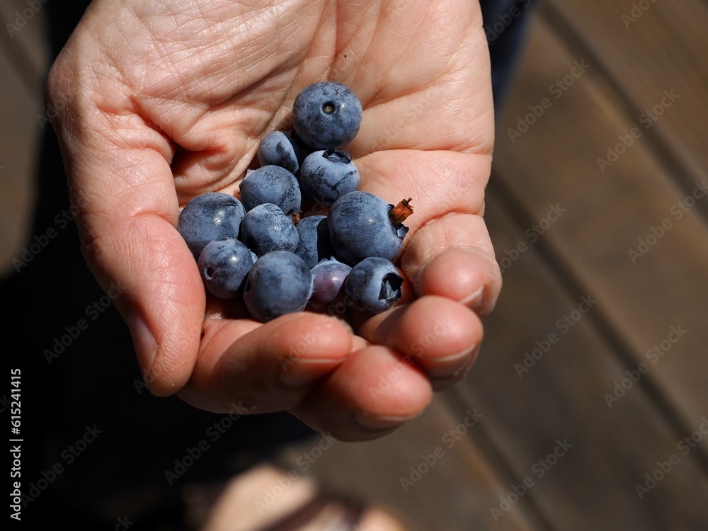 A woman holds a bunch of blueberries in her cupped hand. A woman holds a bunch of blueberries in her cupped hand.