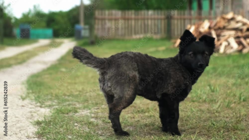 a black dog in the village looks into the camera, dogs walk around the yard a black dog in the village looks into the camera, dogs walk around the yard