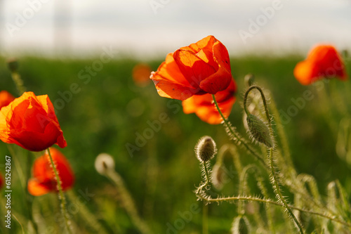 Close up shot of red poppy flower in sunlight with green grass in background.