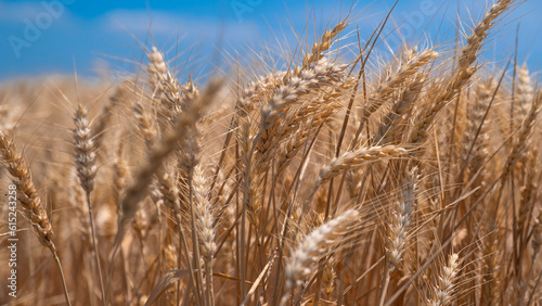 Golden wheat rye landscape in sun day. Golden harvest background. Bread plant agriculture farm cereal crop in sunset