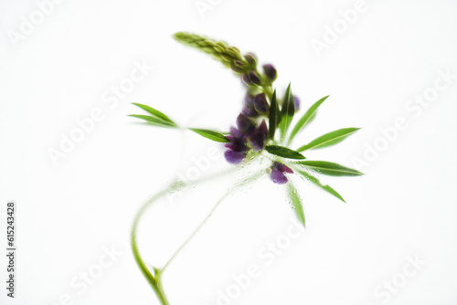 One beautiful violet lupine flowers with leaf in light background