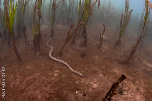 A marine file snake, Acrochordus granulatus, slithers across the muddy seafloor in an Indonesian seagrass bed. The species is completely aquatic and hunts for small prey in seagrass and mangroves. photo