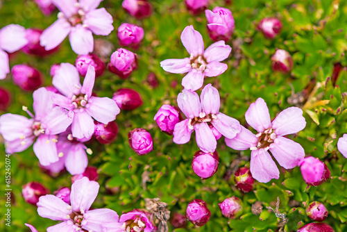 Moss Campion Blooming in the High Arctic photo
