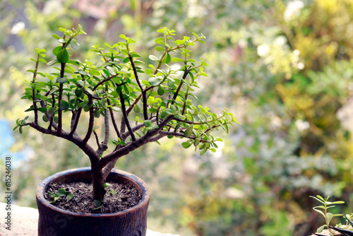 tree in the garden