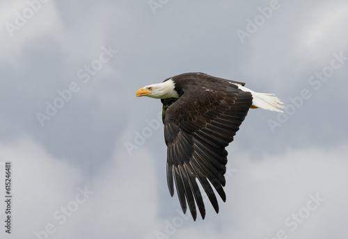 Aquila di mare testa bianca