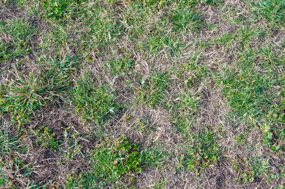 Texture of the ground with dry and green grass Texture of the ground with dry and green grass
