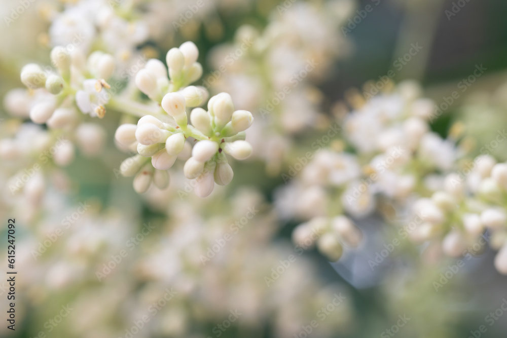 Wild plant with delicate little flowers blooming, against a sunny blurred natural background with green, yellow and white bokeh.