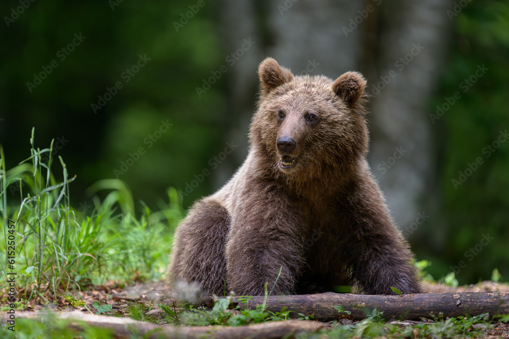 European brown bear (Ursus arctos) in forest European brown bear (Ursus arctos) in forest